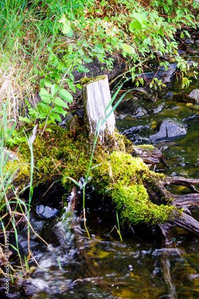 Fototapeta moss stump
