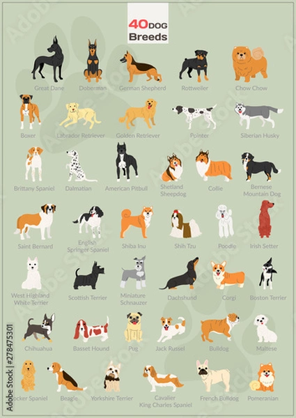 Obraz 40 dogs in action illustration set