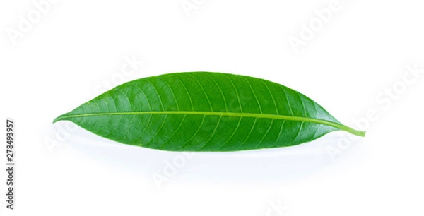 Fototapeta mango leaves on a white background.
