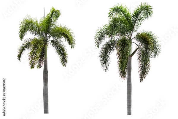 Fototapeta Palm trees on a separate white background