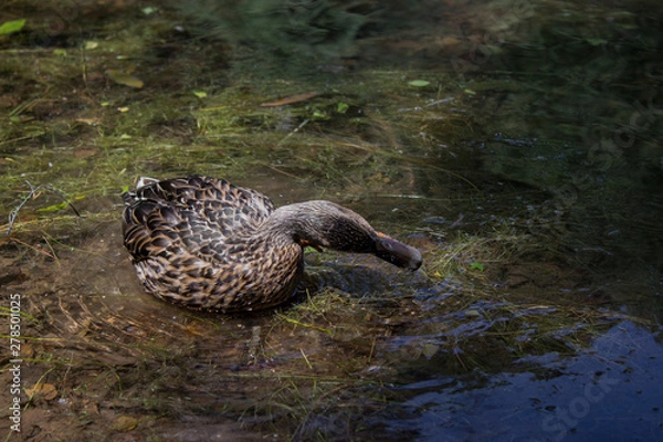 Fototapeta duck