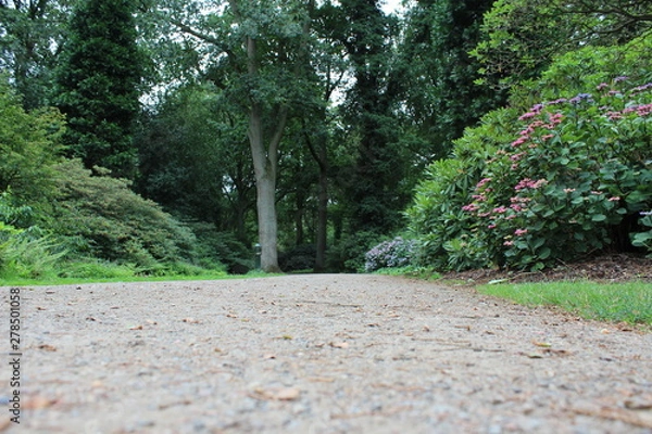 Obraz a path in a big forest