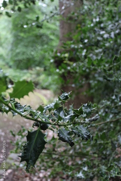 Obraz a path in a big forest