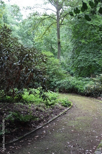 Obraz a path in a big forest