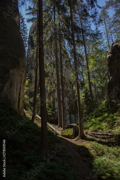 Fototapeta forest in mountains