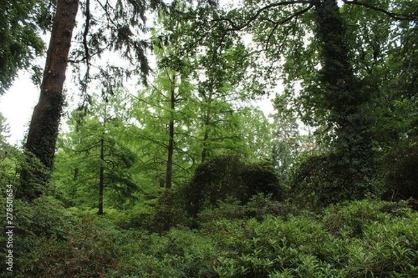 Obraz forest