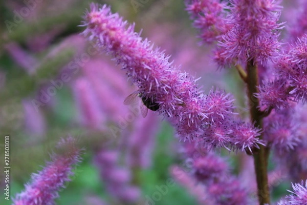 Obraz pink flowers with a bee