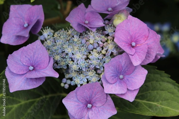 Obraz pruple flowers