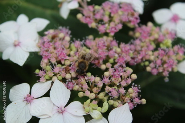 Obraz flowers with a bee