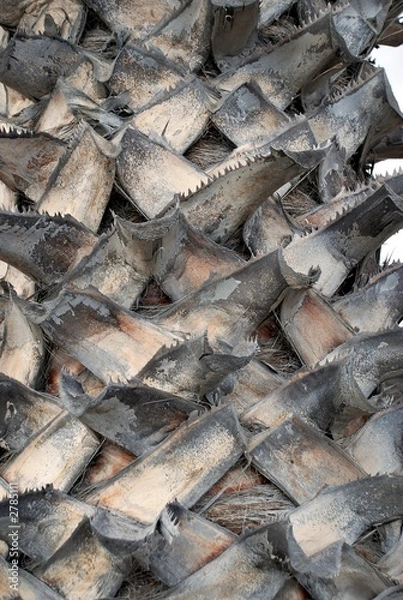 Fototapeta texture of bark on palm tree