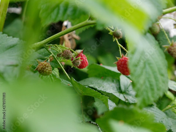 Fototapeta unripe fruits of raspberry ordinary on a garden bed