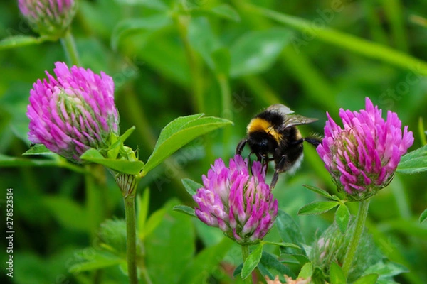 Fototapeta Bumblebee drinking nectar in the glade
