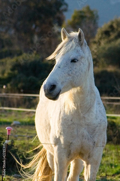 Obraz Cheval blanc.