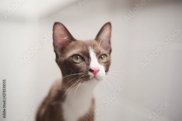 Fototapeta cat on black background