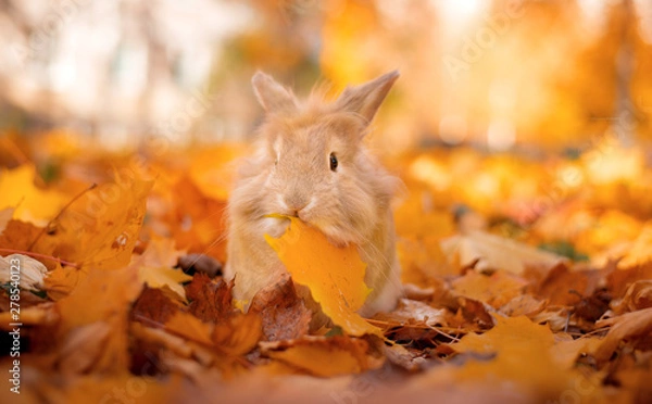 Fototapeta Cute decorative rabbit in autumn leaves. Golden autumn in maple leaves