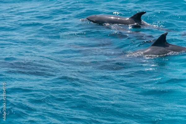 Obraz Dolphin watch...