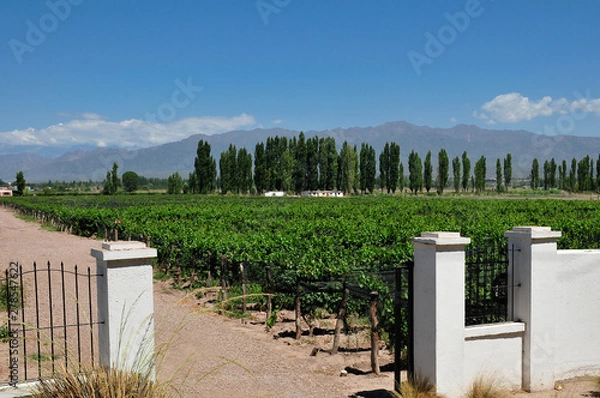 Obraz winery in Mendoza