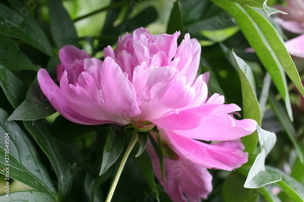 Obraz pink flower