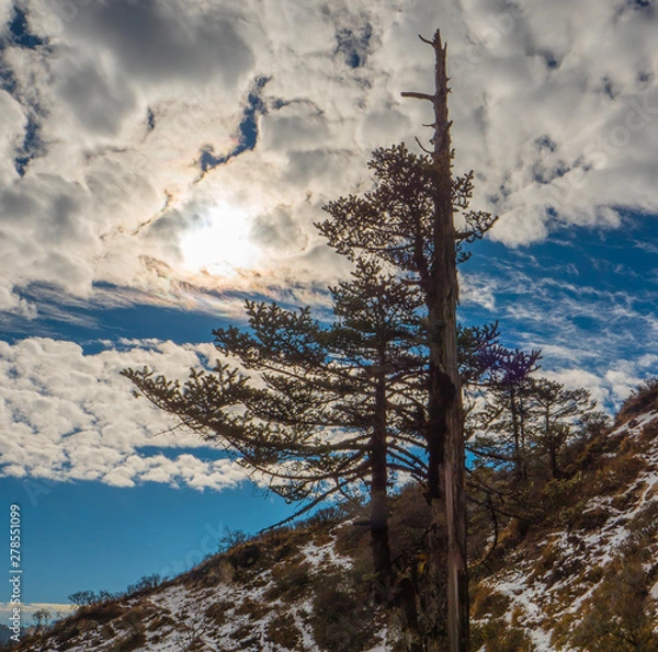Obraz Himalayan trees
