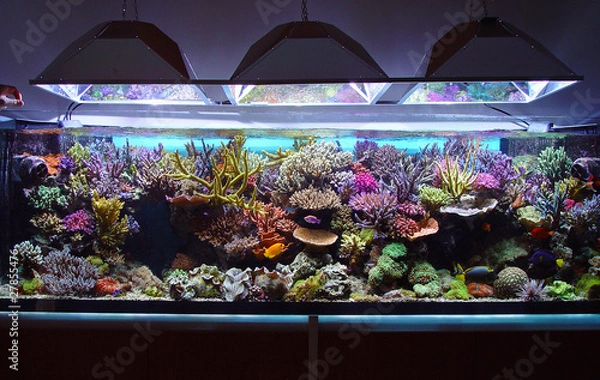 Fototapeta marine aquarium