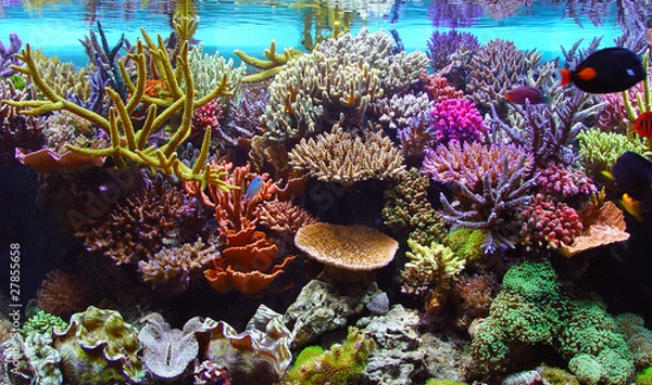Fototapeta marine aquarium corals