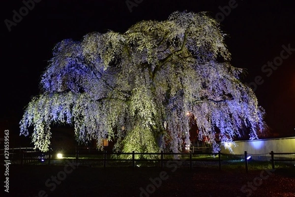 Obraz 法亀寺しだれ桜