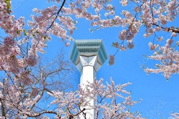 Obraz 五稜郭タワーと桜