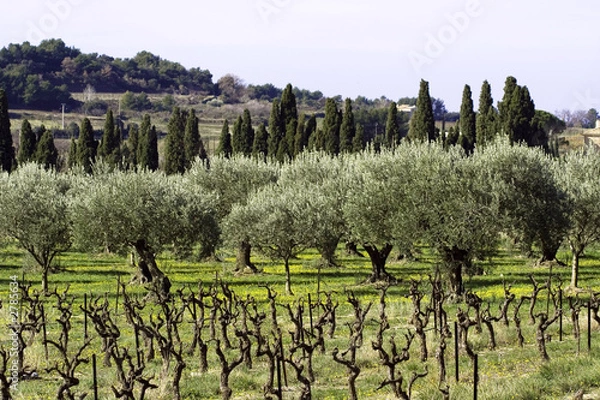 Obraz Champs d'oliviers.