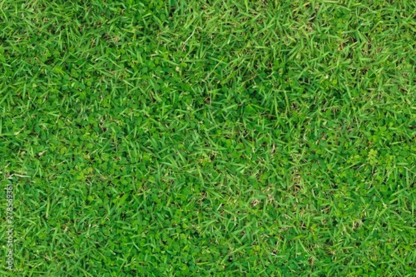 Obraz Green grass pattern and texture for background.