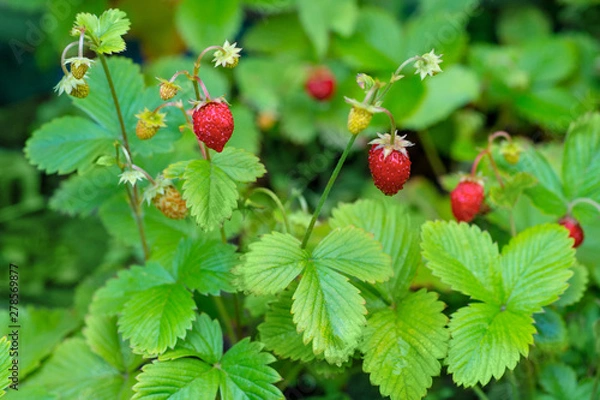 Fototapeta Wild strawberry plant with green leafs and ripe red fruit with water drop on Natural background