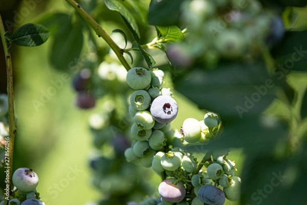 Obraz www.josechavezphotography.com