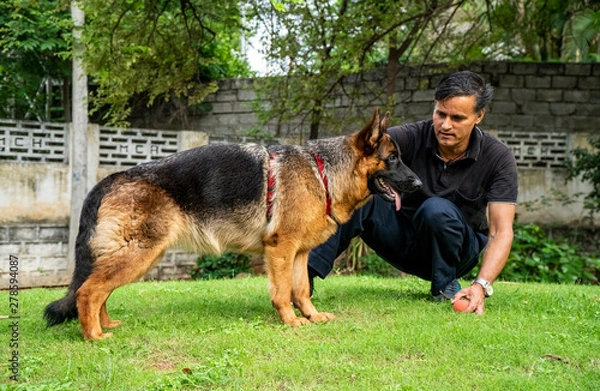 Obraz German Shepherd with Handler in Garden