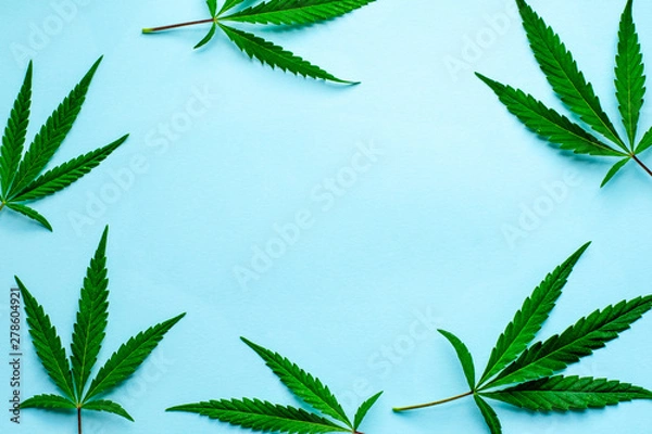 Obraz Fresh leaves of hemp on a blue background with copy space. Top view.