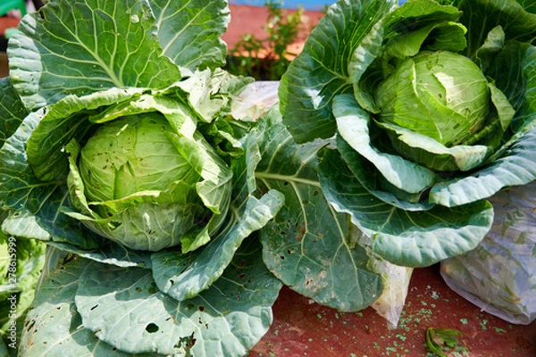 Obraz cabbage organic