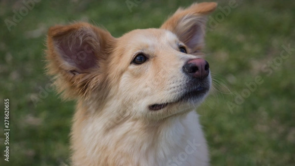 Fototapeta perro