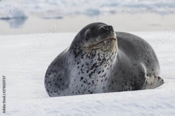 Fototapeta Natural predators of Antarctica region is leopard seal. Relax animal lying on the ice.