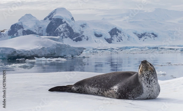 Fototapeta Natural predators of Antarctica region is leopard seal. Relax animal lying on the ice.