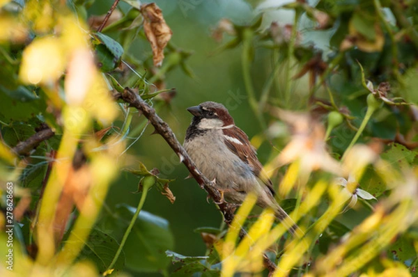 Fototapeta Sparrow on the tree in summer time.Sparrow in nature