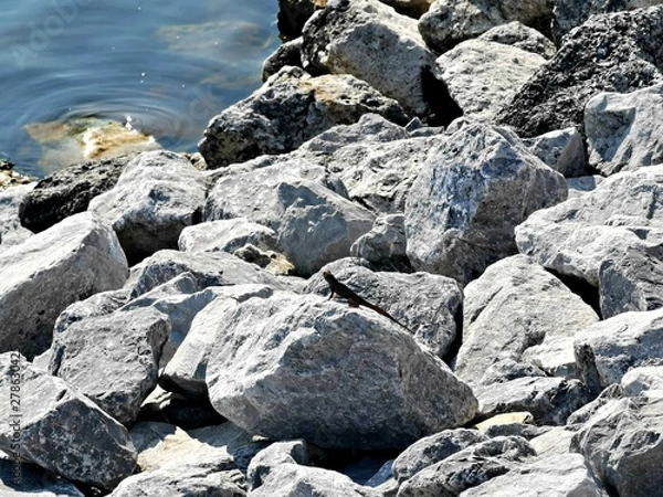 Obraz lizard on rocks