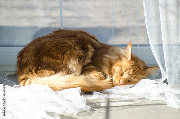Obraz Large red marble Maine coon cat lies on a white curtains and sleeps