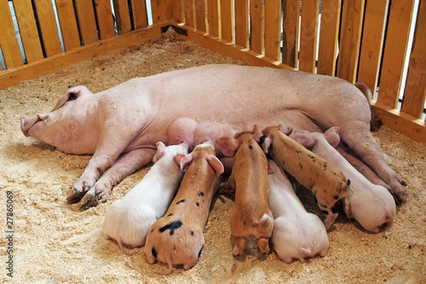 Obraz Momma pig feeding piglets