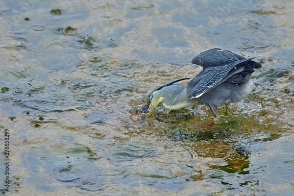 Fototapeta きれいな婚姻色のオイカワをゲットしたササゴイ