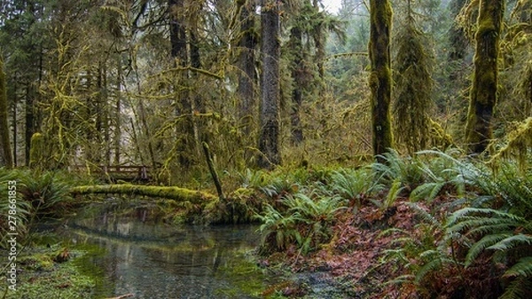 Fototapeta river in forest