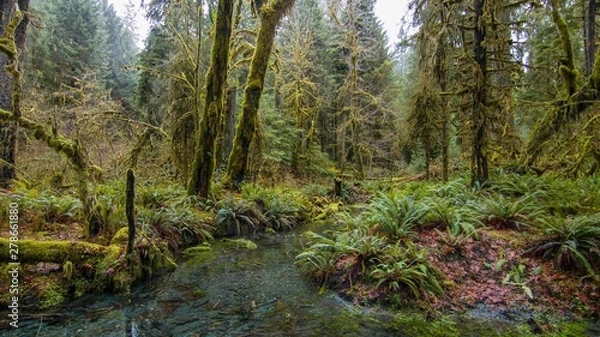 Fototapeta stream in the forest