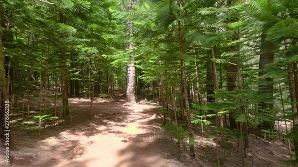 Fototapeta path in forest