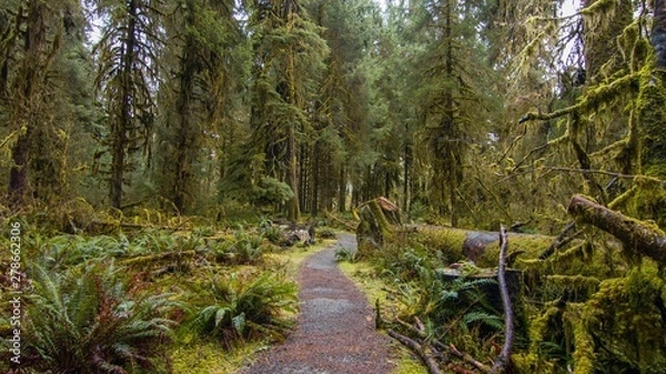 Fototapeta path in forest