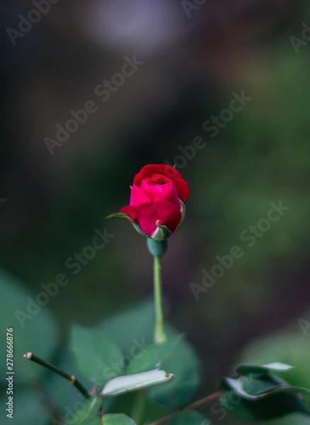 Obraz Flowers with colors