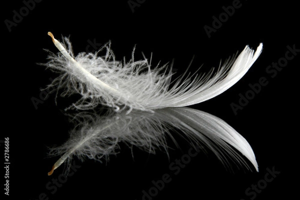 Fototapeta feather on black