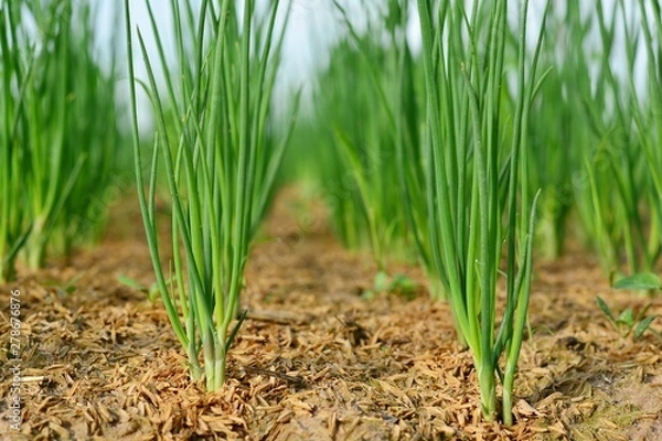 Fototapeta Onion trees are growing