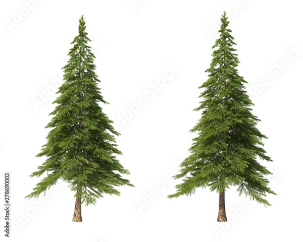 Obraz Coniferous trees on an isolated background. Spruce.